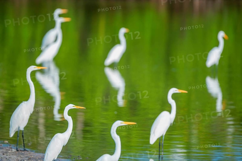 Great white egrets (Ardea alba) looking for food in a pond, Sanibel Island, J.N. Ding Darling National Wildlife Refuge, Florida, USA, North America