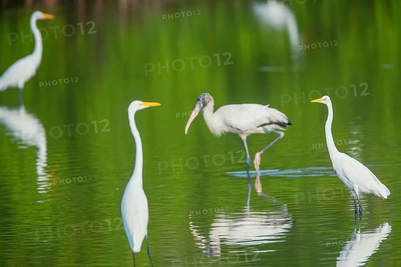 Great white egrets (Ardea alba) and Wood Stork (Mycteria Americana) fishing, Sanibel Island, J.N. Ding Darling National Wildlife Refuge, Florida, USA, North America
