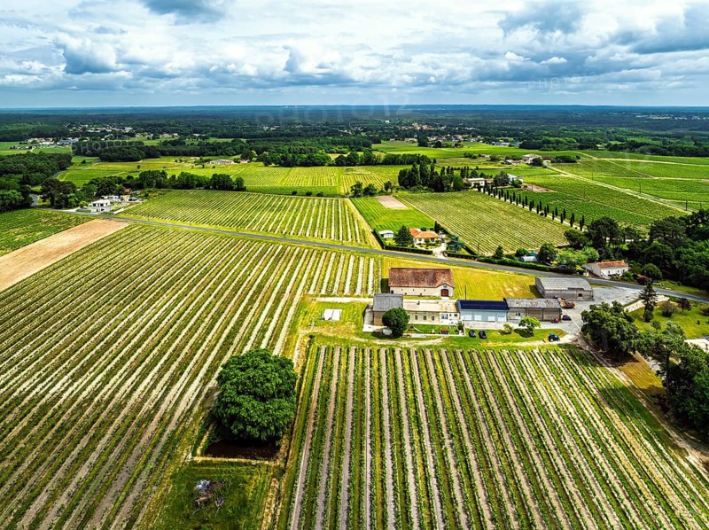 Vineyards and grape fields around Bordeaux from a drone, Saint-Mariens, Gironde, Nouvelle-Aquitaine, France, Europe