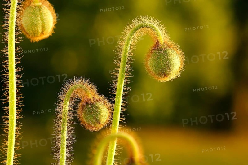 Iceland poppy (Papaver nudicaule), buds, in the evening light, North Rhine-Westphalia, Germany, Europe