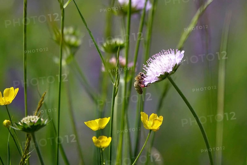 Meadow in spring with bee, May, Germany, Europe