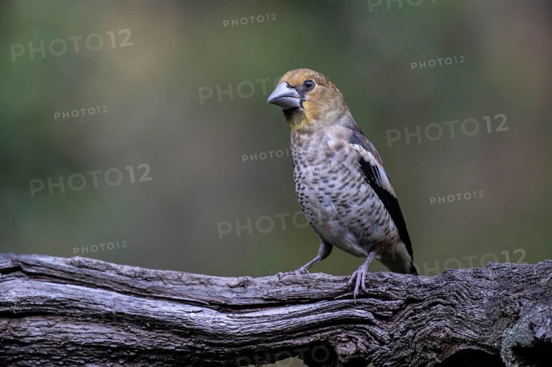 Hawfinch (Coccothraustes coccothrauste, juvenile, Emsland, Lower Saxony, Germany, Europe