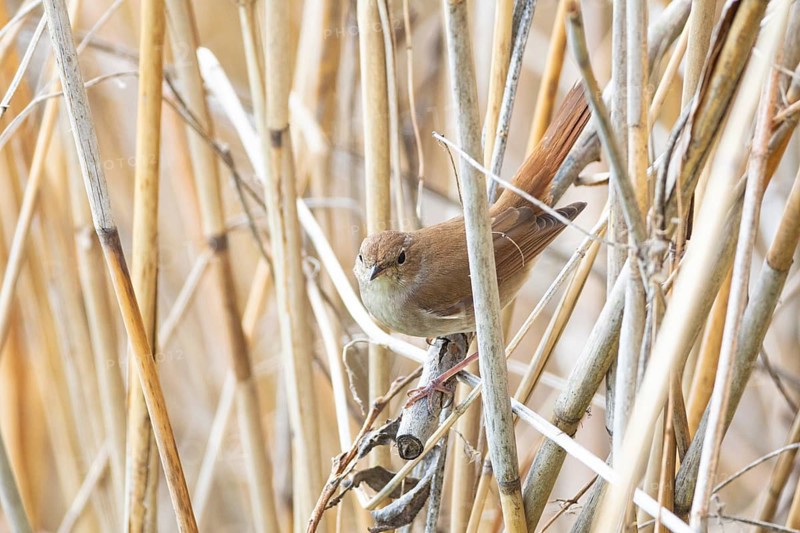 Nightingale (Luscinia megarhynchos) Germany
