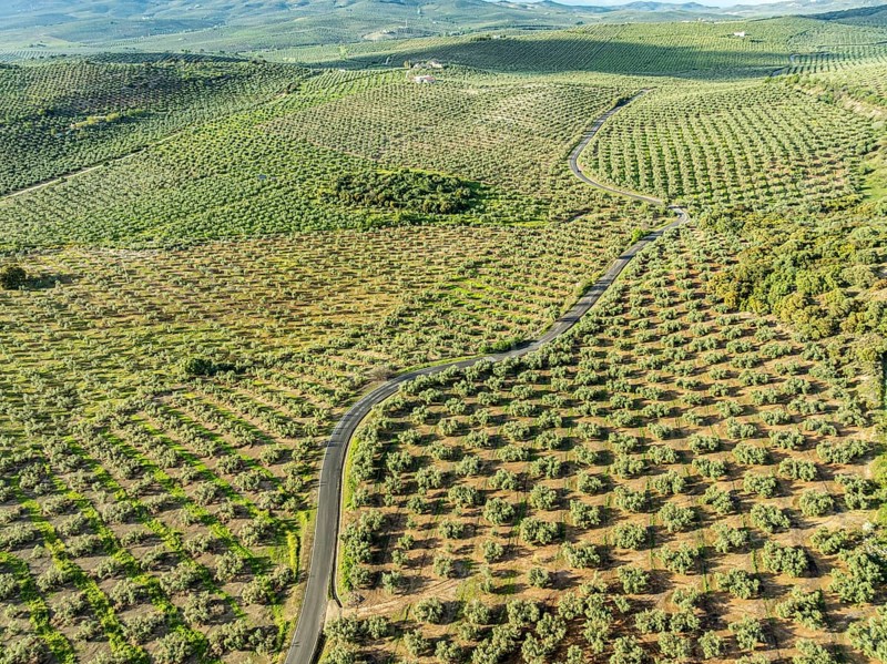 Fields of olive trees, trees planted in rows, aerial view, near village Cabra, Andalusia, Spain, Europe