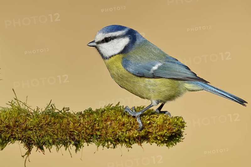 Blue tit (Parus caeruleus), sitting on moss-covered dead wood, Wilnsdorf, North Rhine-Westphalia, Germany, Europe