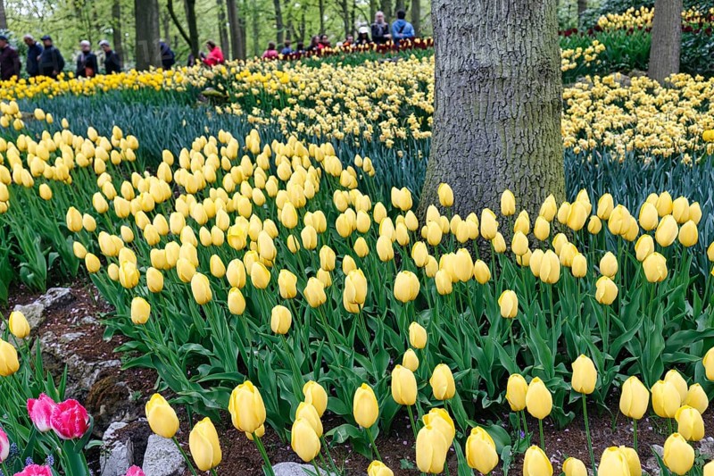 Yellow tulips (tulipa), Keukenhof gardens, Lisse, Bollenstreek, South Holland, Netherlands