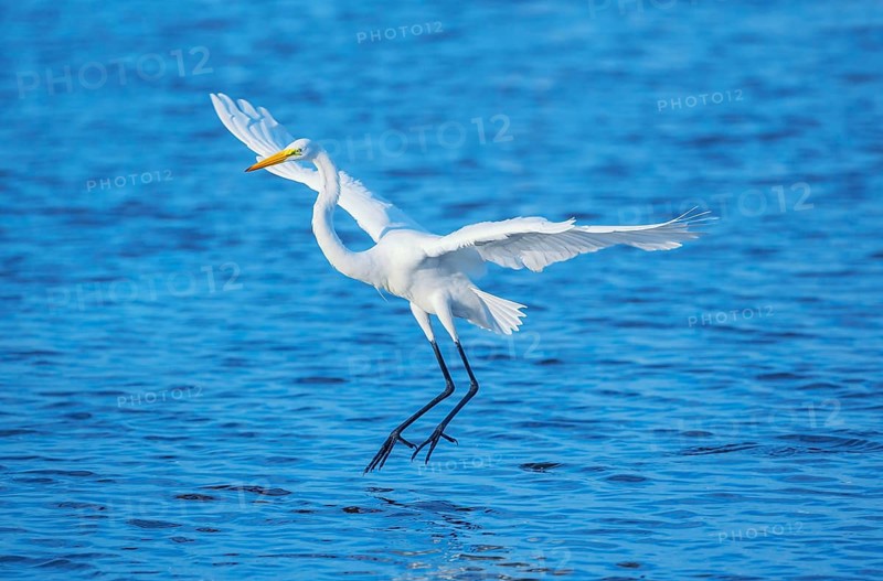 Great white egret (Ardea alba) in flight, Sanibel Island, J.N. Ding Darling National Wildlife Refuge, Florida, USA, North America