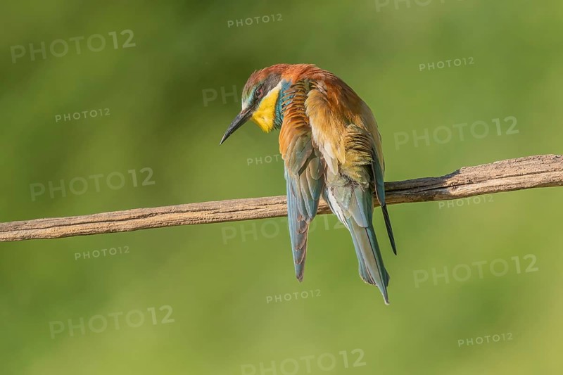 European bee-eater (Merops apiaster) on a branch during the breeding season in spring. Jechtingen, Emmendingen, Kaiserstuhl, Freiburg im Breisgau, Baden-Württemberg, Germany, Europe