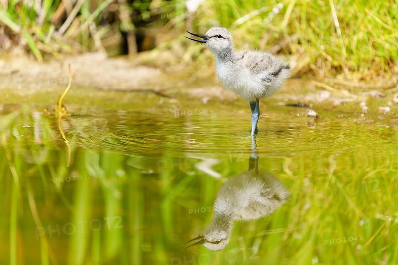 A young bird stands in the water, apparently singing, Avocet, (Recurvirostra avosetta), France, Europe