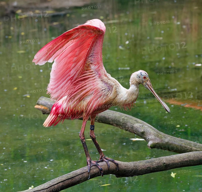 Roseate spoonbill (Platalea ajaja), adult, captive, occurrence coastal regions and floodplains, South America
