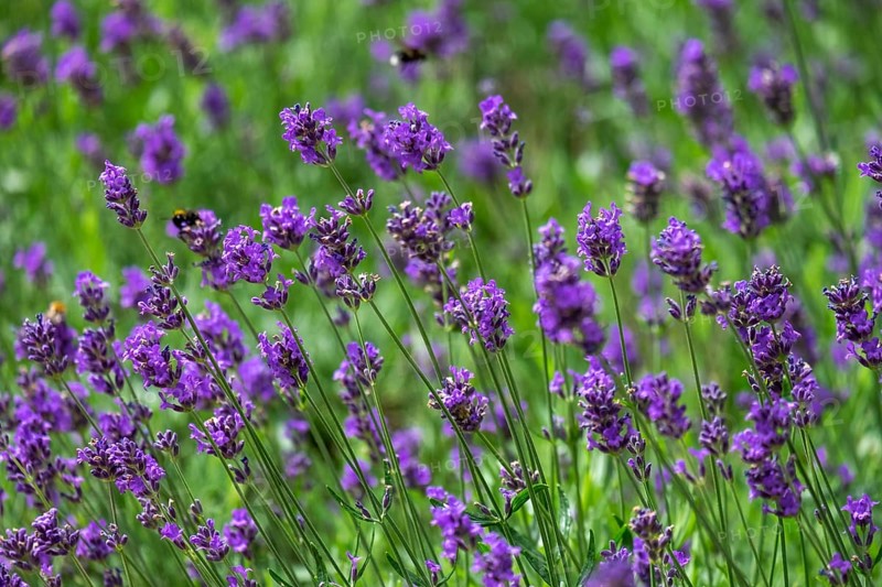 Bed with lavender, North Rhine-Westphalia, Germany, Europe