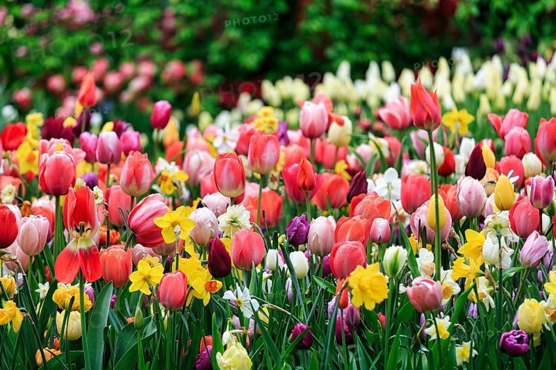 Different coloured tulips (Tulipa), colourful tulip bed, Keukenhof gardens, Lisse, Bollenstreek, South Holland, Netherlands