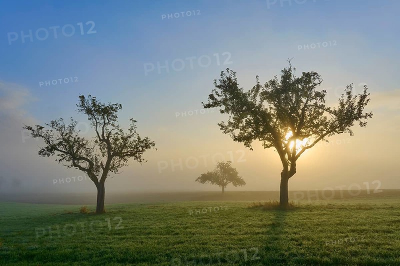Three orchard trees illuminated by sunlight in a misty meadow landscape, Mönchberg, Miltenberg, Spessart, Bavaria, Germany, Europe