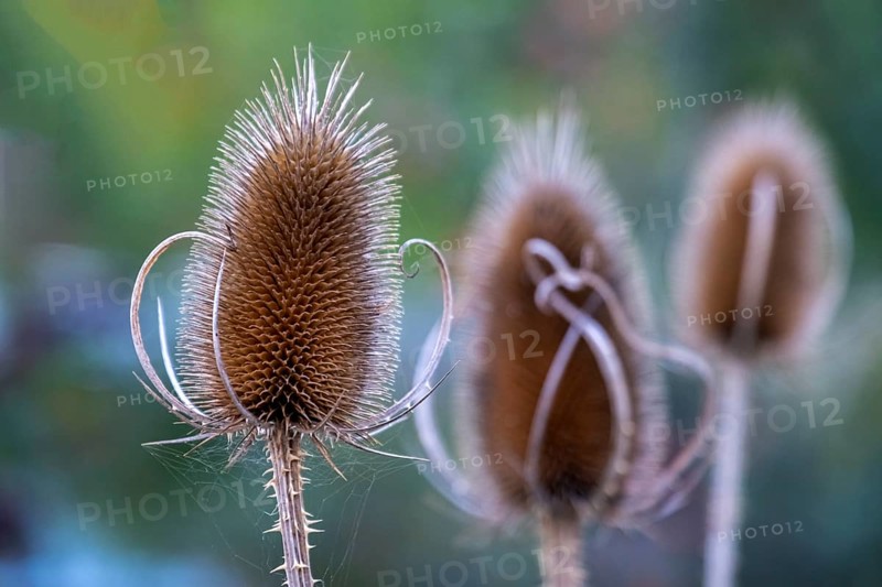 Wild teasel with blurred background showing an autumn scene, South Tyrol, Italy, Europe