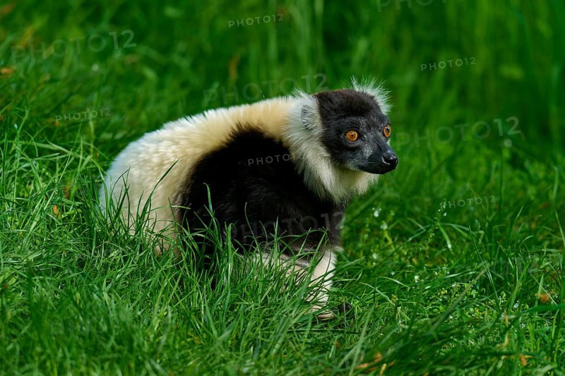 Black-and-white ruffed lemur (Varecia variegata), sitting attentively in the grass of an open meadow, France, Europe
