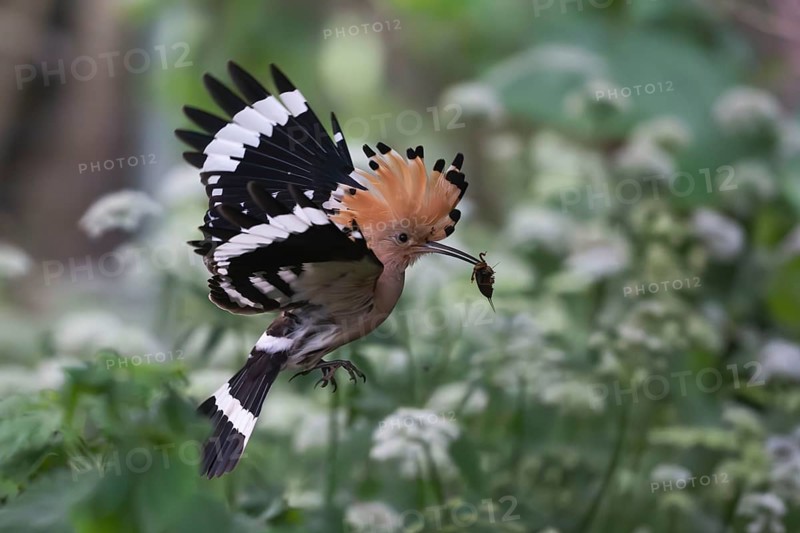 Hoopoe (Upupa epops) in flight with captured mole cricket, Upper Spreewald, Brandenburg, Germany, Europe
