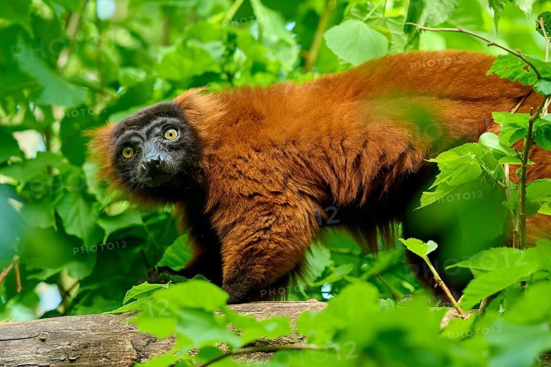 Red ruffed lemur (Varecia rubra), peering curiously between green leaves, France, Europe