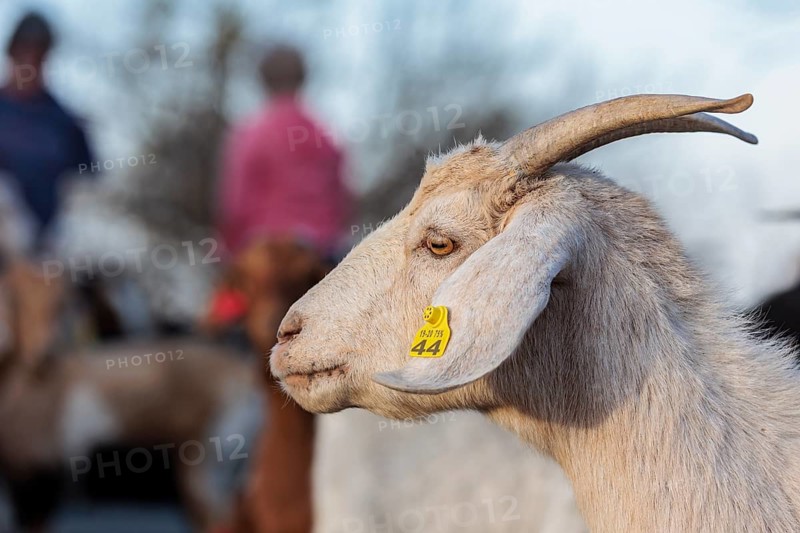 Domesticated goat livestock raised for meat producion on a ranch in Sonora, Texas, USA, North America