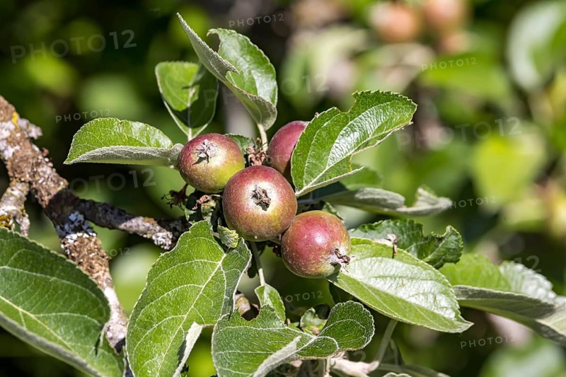 Apple harvest 2025 in preparation. Small apples on an apple tree. Weingarten, Baden-Württemberg, Germany, Europe
