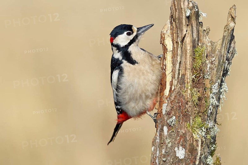 Great spotted woodpecker (Dendrocopos major), male, foraging on a tree stump overgrown with moss and lichen in the forest, Wilnsdorf, North Rhine-Westphalia, Germany, Europe
