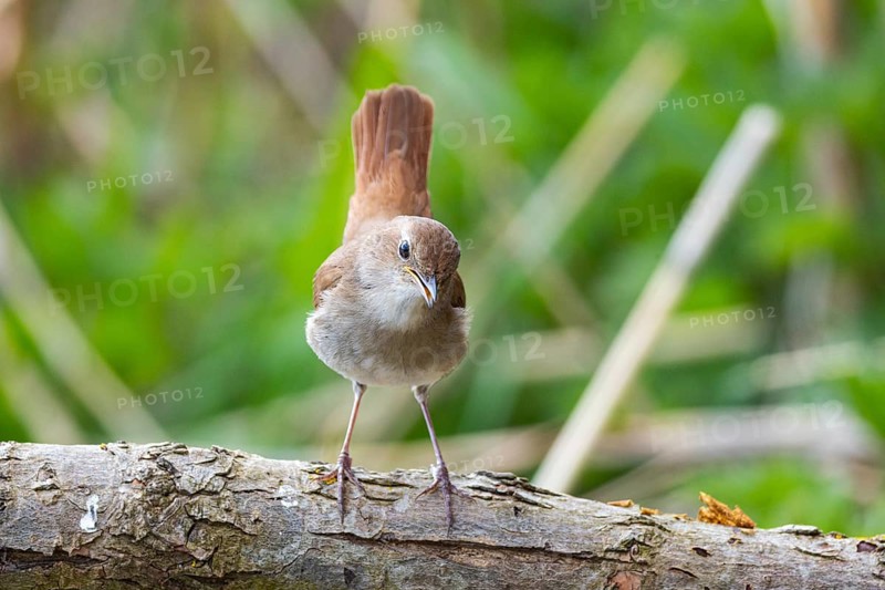 Nightingale (Luscinia megarhynchos) Germany