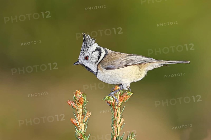Crested Tit (Lophophanes scalloped ribbonfish), sitting on the top of a young spruce, European spruce (Picea abies), Wilnsdorf, North Rhine-Westphalia, Germany, Europe
