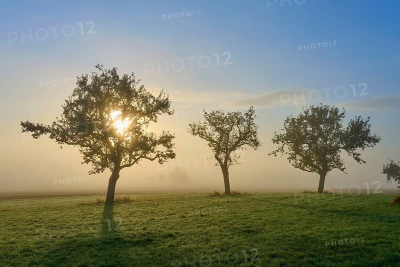 Three illuminated trees on a fog-filled meadow in the sunlight, Mönchberg, Miltenberg, Spessart, Bavaria, Germany, Europe