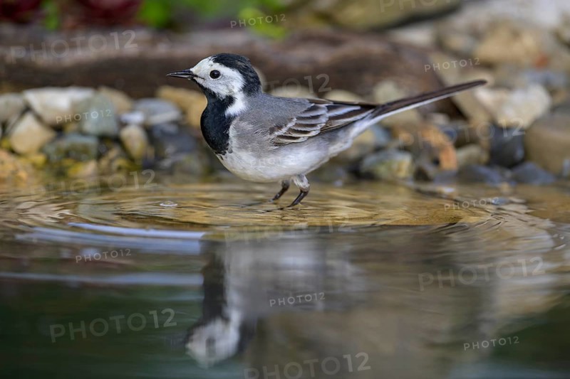 White wagtail (Motacilla alba), male bathing, biosphere reserve, Swabian Alb, Baden-Württemberg, Germany, Europe
