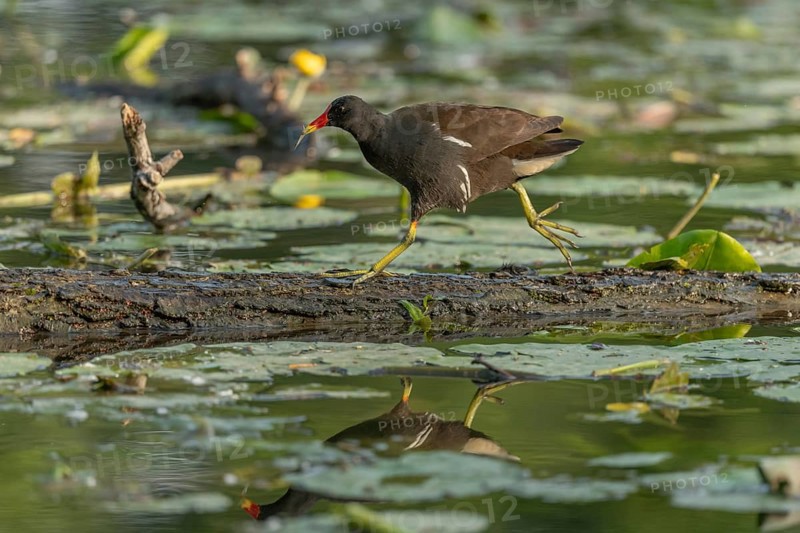 A bog hen (Gallinula chloropus) runs over a tree trunk to her chicks in her nest. Bas rhin, Alsace, grand est, France, Europe