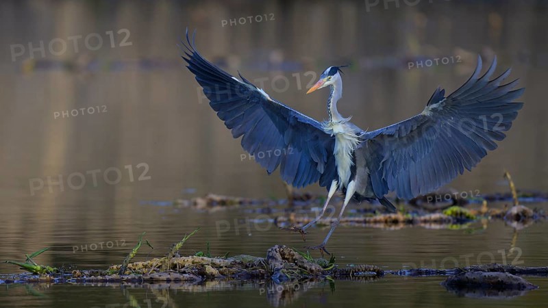 Grey heron (Ardea cinerea), adult heron landing on a water lily root, Neckar valley, Baden-Württemberg, Germany, Europe