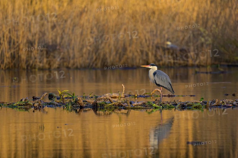 Grey heron (Ardea cinerea), adult heron standing on a water lily root in the water, in front of a colony in the reeds, evening light, Neckar valley, Baden-Württemberg, Germany, Europe