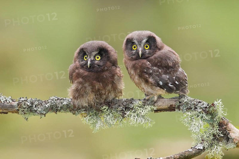 Great Horned Owl (Aegolius funereus), Two young birds perched on a larch branch, Wildlife, Nature photography, Owls, Owls, Siegerland, North Rhine-Westphalia, Germany, Europe