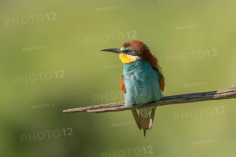 European bee-eater (Merops apiaster) on a branch during the breeding season in spring. Jechtingen, Emmendingen, Kaiserstuhl, Freiburg im Breisgau, Baden-Württemberg, Germany, Europe