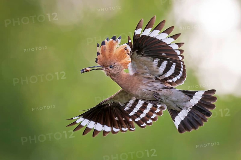 Hoopoe (Upupa epops) Bird of the Year 2022, male with food, prey, bridal gift, mating, courtship, foraging, erected canopy, sunrise, interaction, flying, approaching, wings, climate change, Middle Elbe Biosphere Reserve, Saxony-Anhalt, Germany, Europe