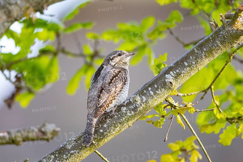 Eurasian wryneck (Jynx torquilla) Germany