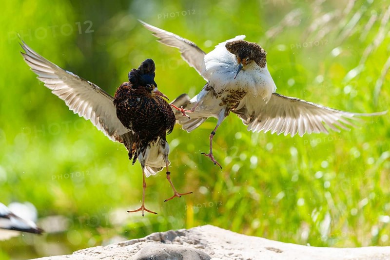 Two ruff flying together fighting, wings spread out over green grass, ruff (Calidris pugnax, syn.: Philomachus pugnax), courtship display, France, Europe