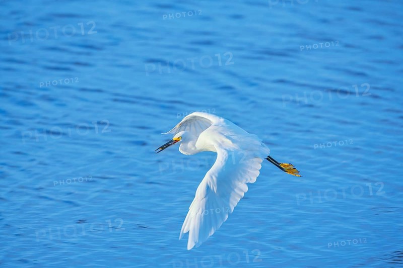 Snowy Egret (Egretta thula) in flight, Sanibel Island, J.N. Ding Darling National Wildlife Refuge, Florida, USA, North America