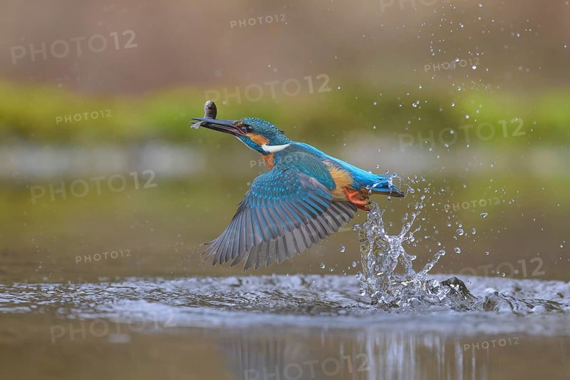 Kingfisher (Alcedo atthis), taking off from the water with a fish in its beak, Lechauen, Bavaria