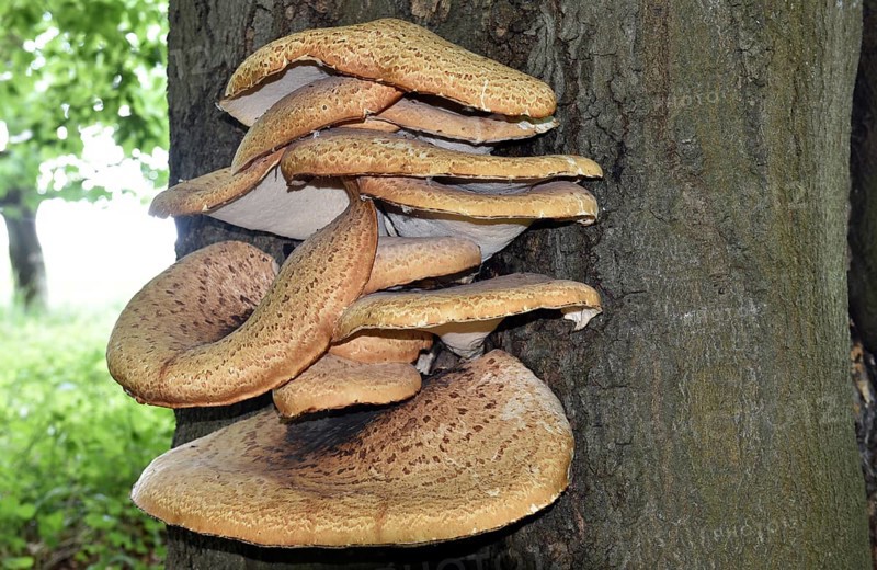 Tree fungus dryad's saddle, dryad's saddle (Cerioporus squamosus), on an old tree trunk