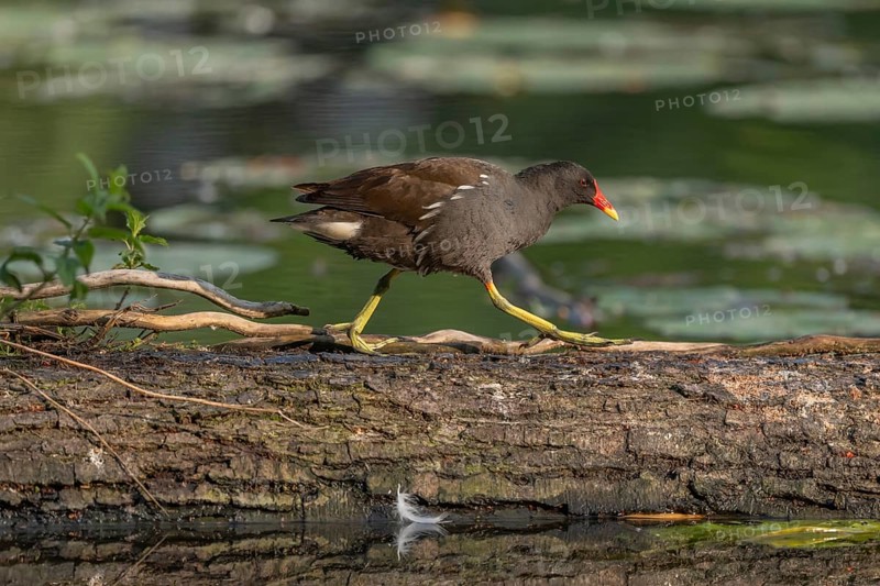 A bog hen (Gallinula chloropus) runs over a tree trunk to her chicks in her nest. Bas rhin, Alsace, grand est, France, Europe