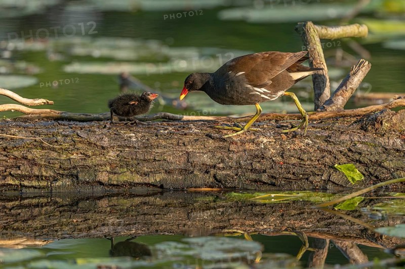 A common moorhen (Gallinula chloropus) provides food for its two-week-old young owl. Bas rhin, Alsace, grand est, France, Europe