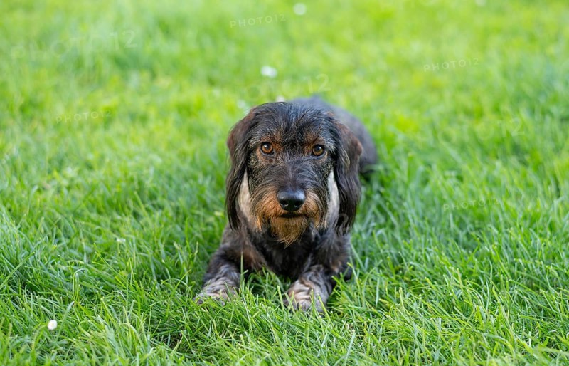 Rough-haired dachshund (Canis lupus familiaris) male, 4 years old, animal portrait, lying on a meadow, Stuttgart, Baden-Württemberg, Germany, Europe