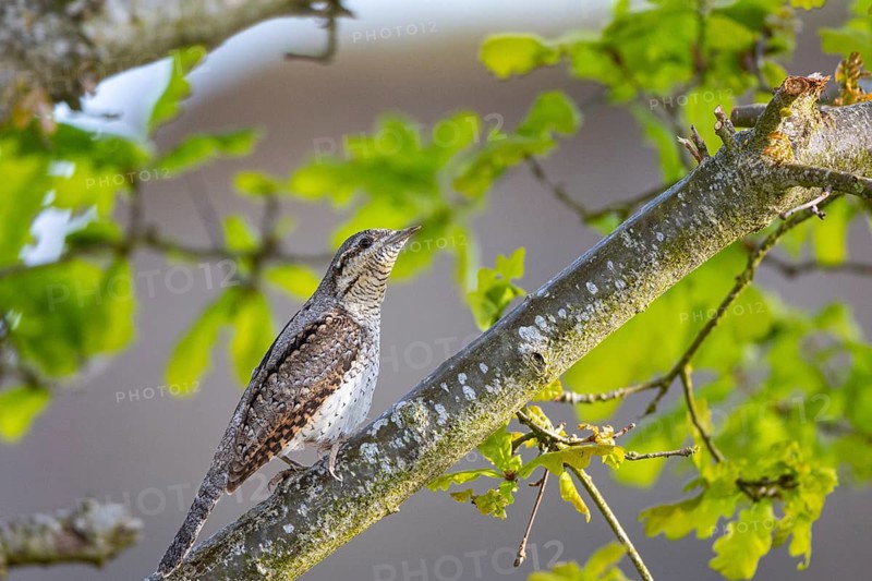 Eurasian wryneck (Jynx torquilla) Germany