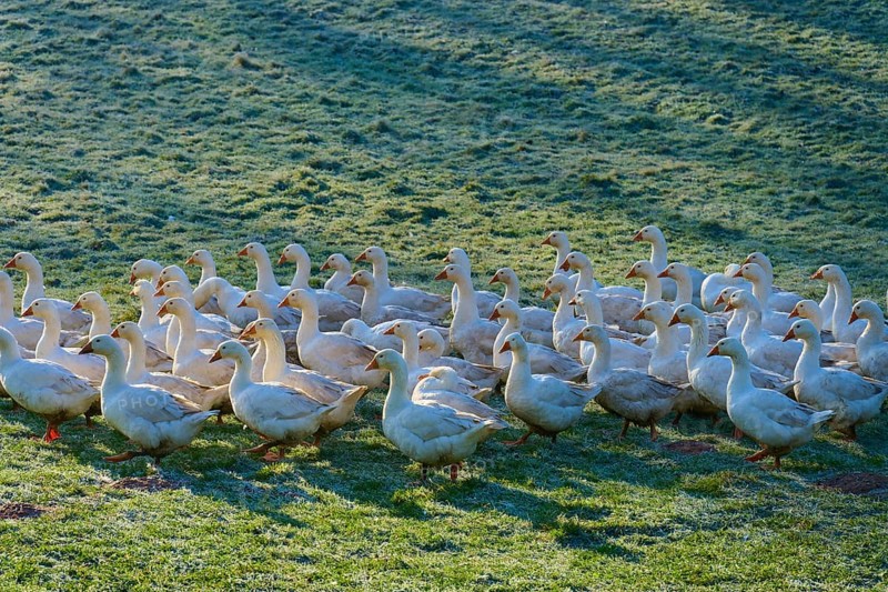 A large community of geese on a meadow covered with morning dew, Kirchzell, Amorbach, Odenwald, Bavaria, Germany, Europe