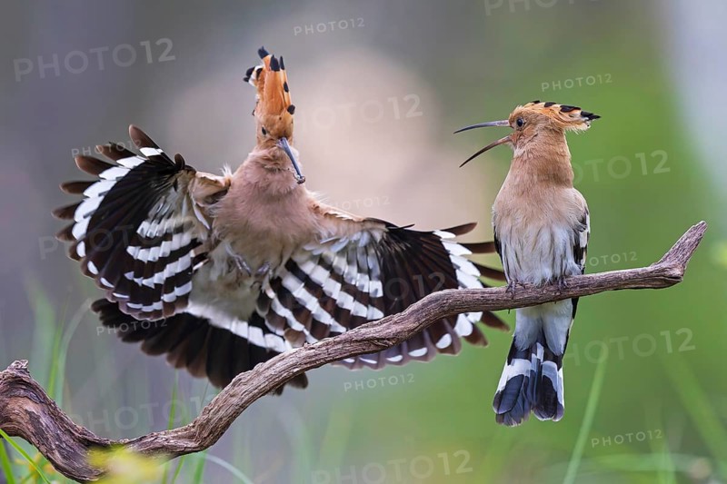 Hoopoe (Upupa epops) Bird of the Year 2022, male with food for his female, bridal gift, pair formation, courtship, begging for food, foraging, erected bonnet, pair, breeding cavity, sunrise, interaction, flying, climate change, Middle Elbe Biosphere Reserve, Saxony-Anhalt, Germany, Europe
