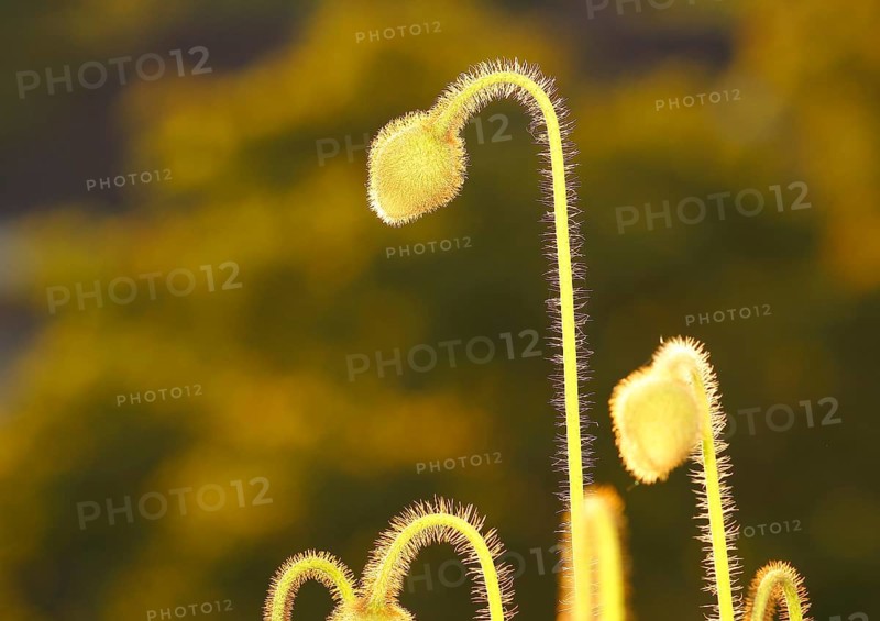 Iceland poppy (Papaver nudicaule), buds, in the evening light, North Rhine-Westphalia, Germany, Europe