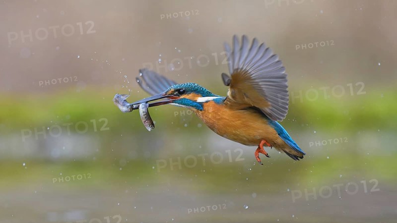 Kingfisher (Alcedo atthis), in flight with two fish in its beak, Lechauen, Bavaria