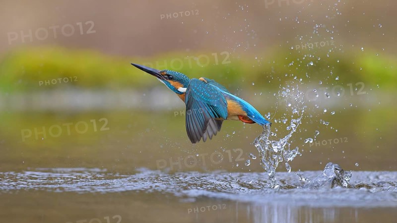 Kingfisher (Alcedo atthis), taking off from the water, Lechauen, Bavaria