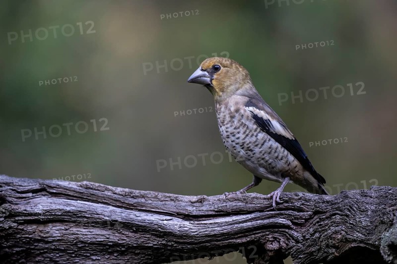 Hawfinch (Coccothraustes coccothrauste, juvenile, Emsland, Lower Saxony, Germany, Europe