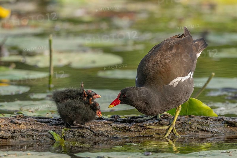 A common moorhen (Gallinula chloropus) provides food for its two-week-old young owl. Bas rhin, Alsace, grand est, France, Europe